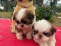 2 Aylık Maskeli Shih Tzu Yavruları
