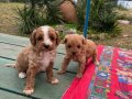 Red White Kıvırcık Poodle Yavruları