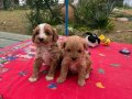 Red White Kıvırcık Poodle Yavruları