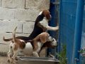 Fıkır Fıkır Hareketli Beagle Dostlar
