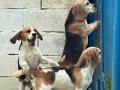 Fıkır Fıkır Hareketli Beagle Dostlar