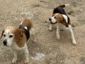 Fıkır Fıkır Hareketli Beagle Dostlar