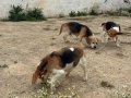 Fıkır Fıkır Hareketli Beagle Dostlar