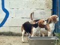 Fıkır Fıkır Hareketli Beagle Dostlar