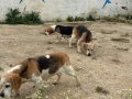Fıkır Fıkır Hareketli Beagle Dostlar