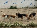 Fıkır Fıkır Hareketli Beagle Dostlar