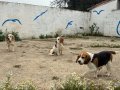 Fıkır Fıkır Hareketli Beagle Dostlar