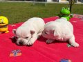 Süt Beyaz Chihuahua Yavruları