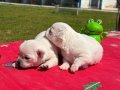 Süt Beyaz Chihuahua Yavruları