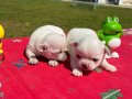 Süt Beyaz Chihuahua Yavruları