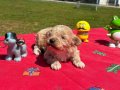 Mini Sevimli Maltipoo