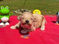 Mini Sevimli Maltipoo