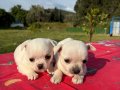 Chihuahua 