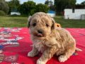 MALTİPO