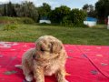 MALTİPO
