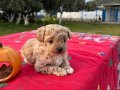 MALTİPO