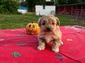 MALTİPO