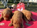 MİNYATÜRLER