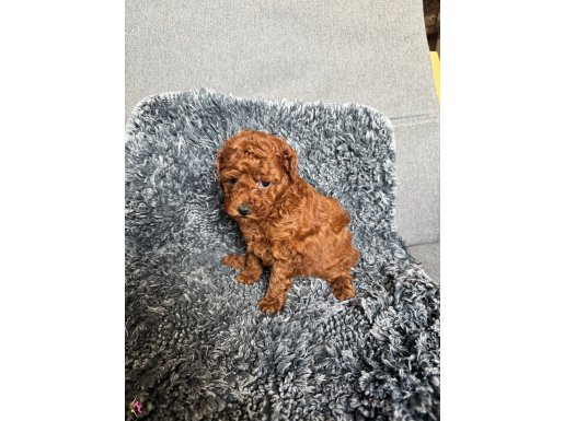 Mini Boy TOY POODLE