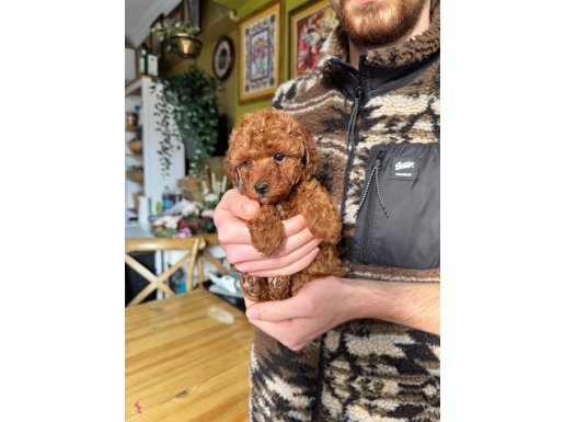 Teacup Poodle yavrumuz