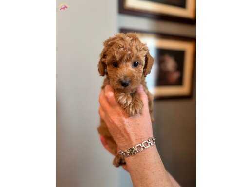 Apricot Poodle Yavrularımız