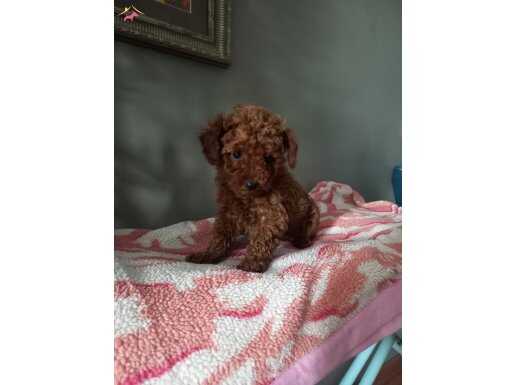 Toy Poodle Yavrularımız