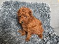 Mini Boy TOY POODLE