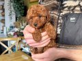Teacup Poodle yavrumuz