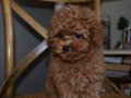 Ev Ortamında Büyüyen, Toy Poodle Yavruları