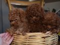 Ev Ortamında Büyüyen, Toy Poodle Yavruları