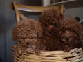 Ev Ortamında Büyüyen, Toy Poodle Yavruları