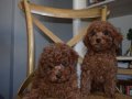 Ev Ortamında Büyüyen, Toy Poodle Yavruları