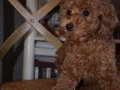 Ev Ortamında Büyüyen, Toy Poodle Yavruları