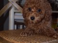 Ev Ortamında Büyüyen, Toy Poodle Yavruları