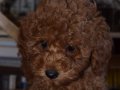 Ev Ortamında Büyüyen, Toy Poodle Yavruları