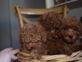 Ev Ortamında Büyüyen, Toy Poodle Yavruları