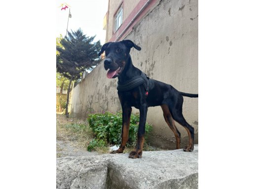 Doberman King 6 aylik disi