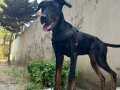 Doberman King 6 aylik disi