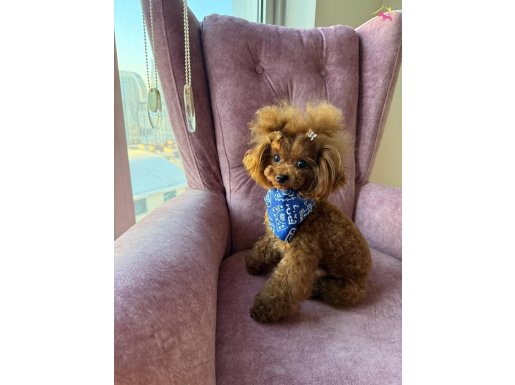 Kore çanta boy Kore poodle bebekler 