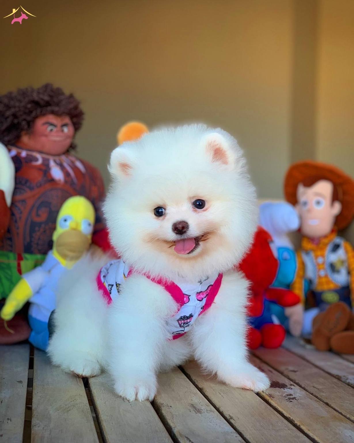 pomeranian boo 2000 tl