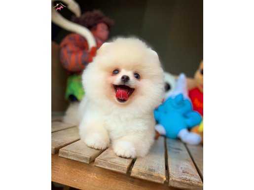 Yarışma düzeyi pomeranian kızımız”harmony”