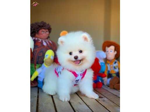 Yarışma düzeyi pomeranian kızımız “Tina”