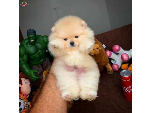 “AA Kalite Tedybear Pomeranian Kızımız ‘ Eva ‘