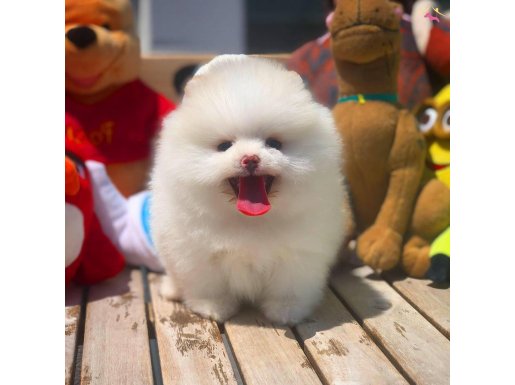 Pomeranian Boo Yavrumuz Buddy