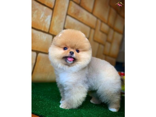 Çocukların ilgi odağı pomeranian bo 