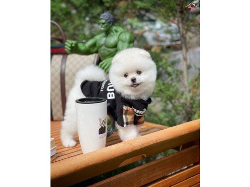 YENİ GELEN TEDYBEAR SAFKAN POMERANİAN BO