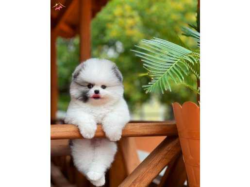 PARTİCOLOR POMERANİAN BOO