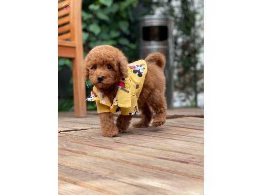 TÜY DÖKMEYEN RED BROWN TOY POODLE OĞLUMUZ