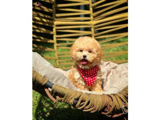 GOLD POODLE KIZIMIZ “HONEY”