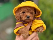 ÖZEL YÜZ GÜZELLİĞİ İLE KORE POODLE YAVRU